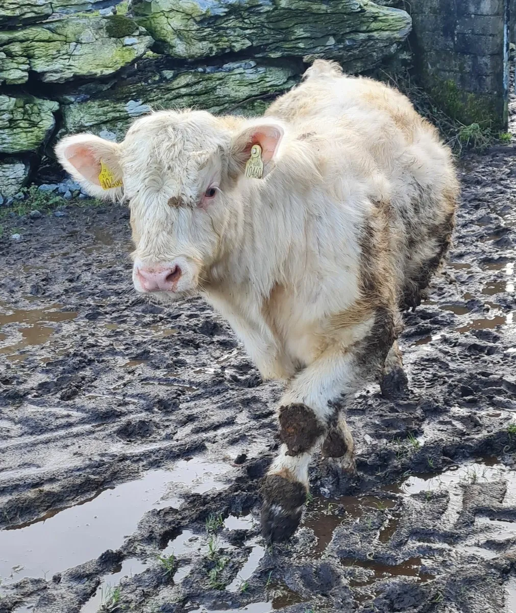 PBR CH & Commerical CH Bulls & Heifers - Image 4