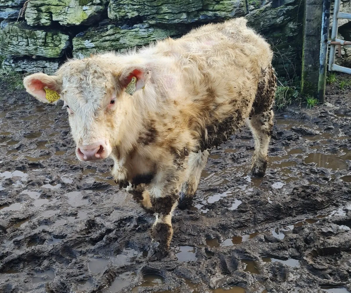 PBR CH & Commerical CH Bulls & Heifers - Image 3