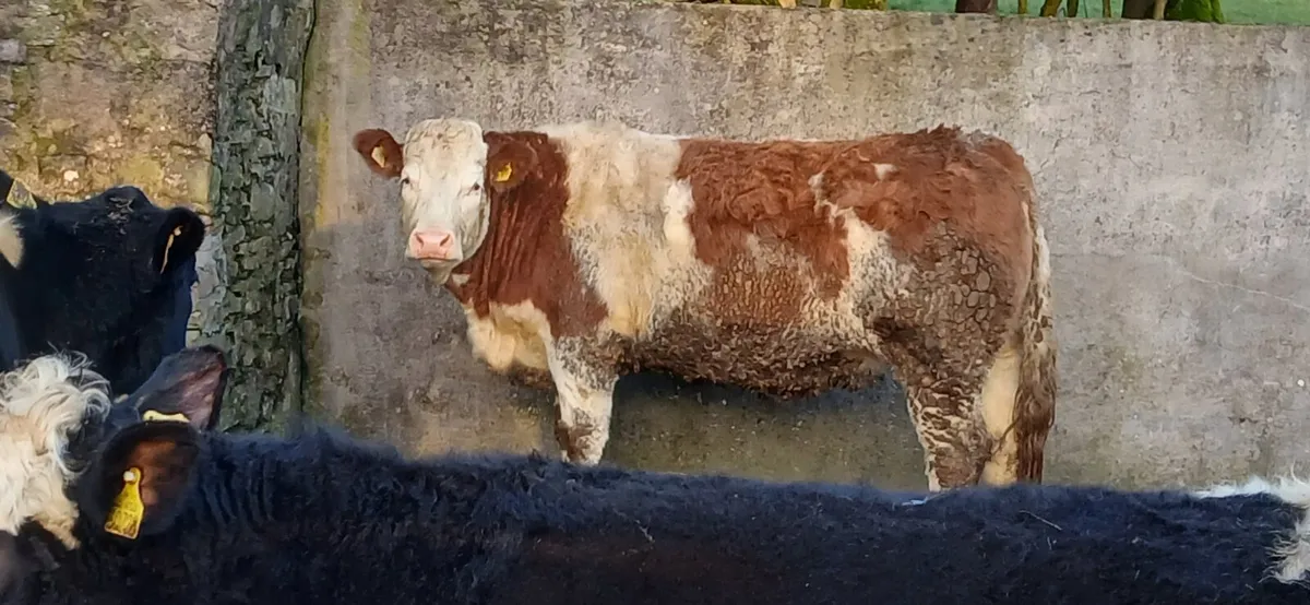 Simmental Maiden Heifer - Image 1