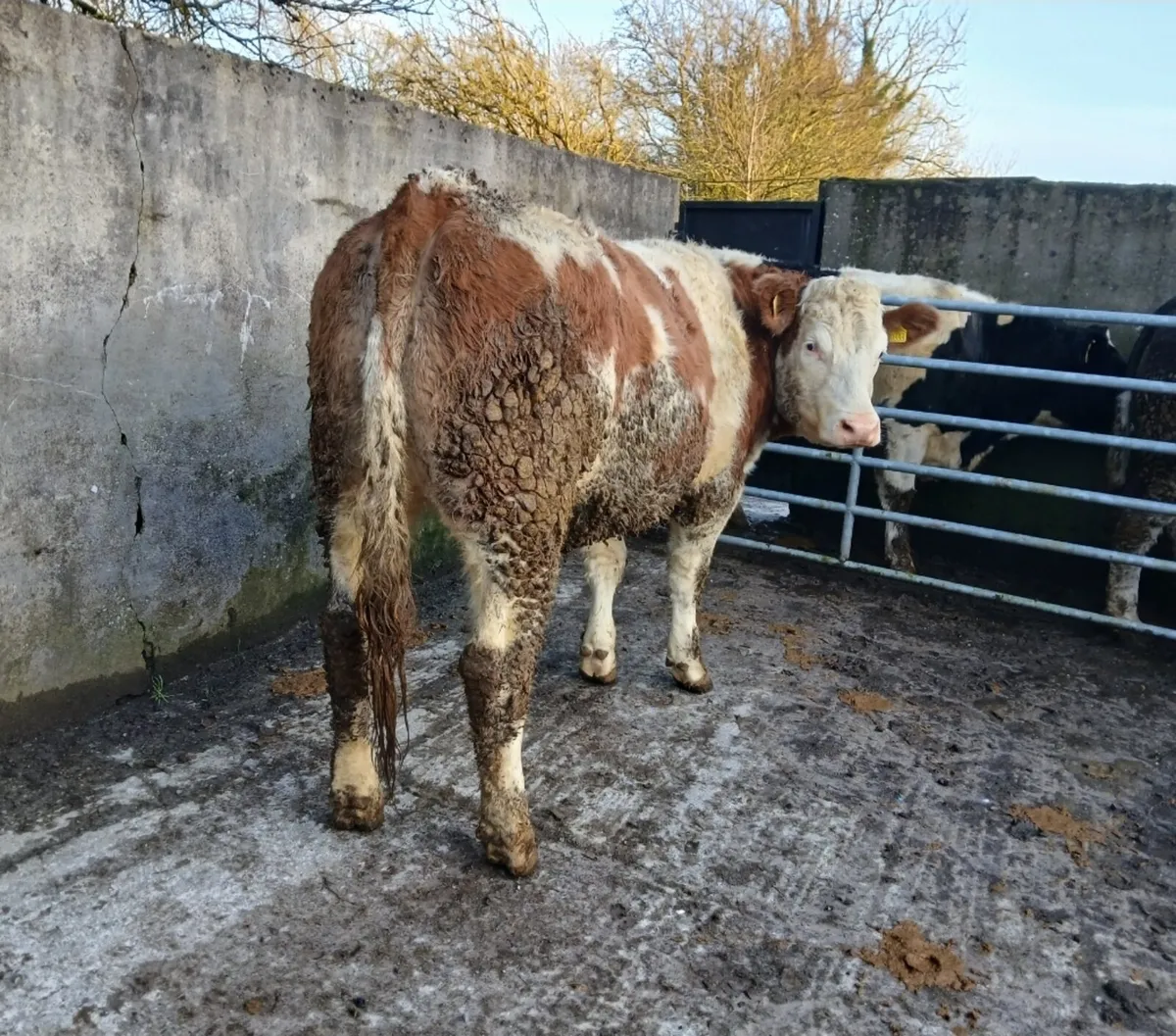 Simmental Maiden Heifer - Image 2