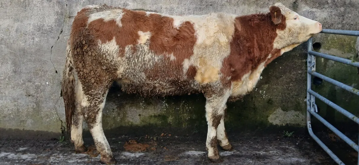 Simmental Maiden Heifer - Image 3