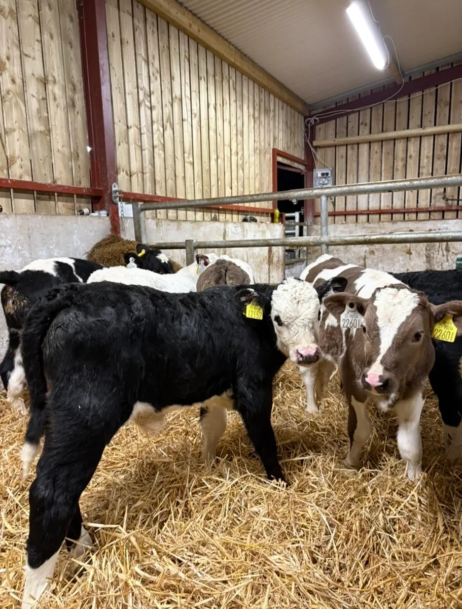 9 super 6 week old continental calves 🔥 - Image 1