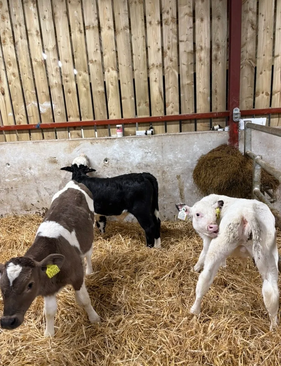 9 super 6 week old continental calves 🔥 - Image 3