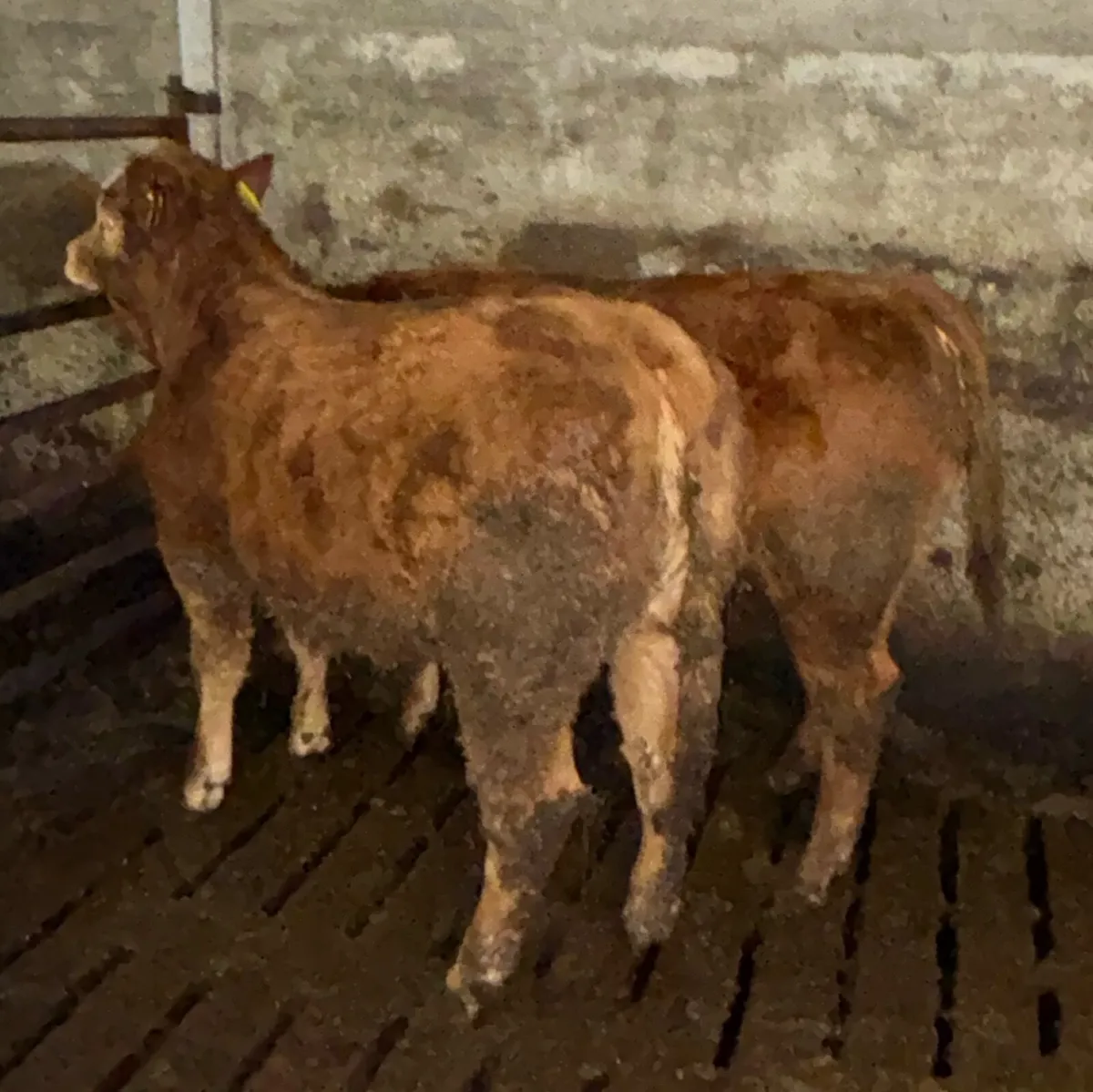 Limousin heifer weanlings for sale Drumshanbo mart - Image 1