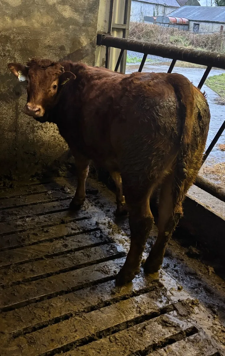 Limousin heifer weanlings for sale Drumshanbo mart - Image 2