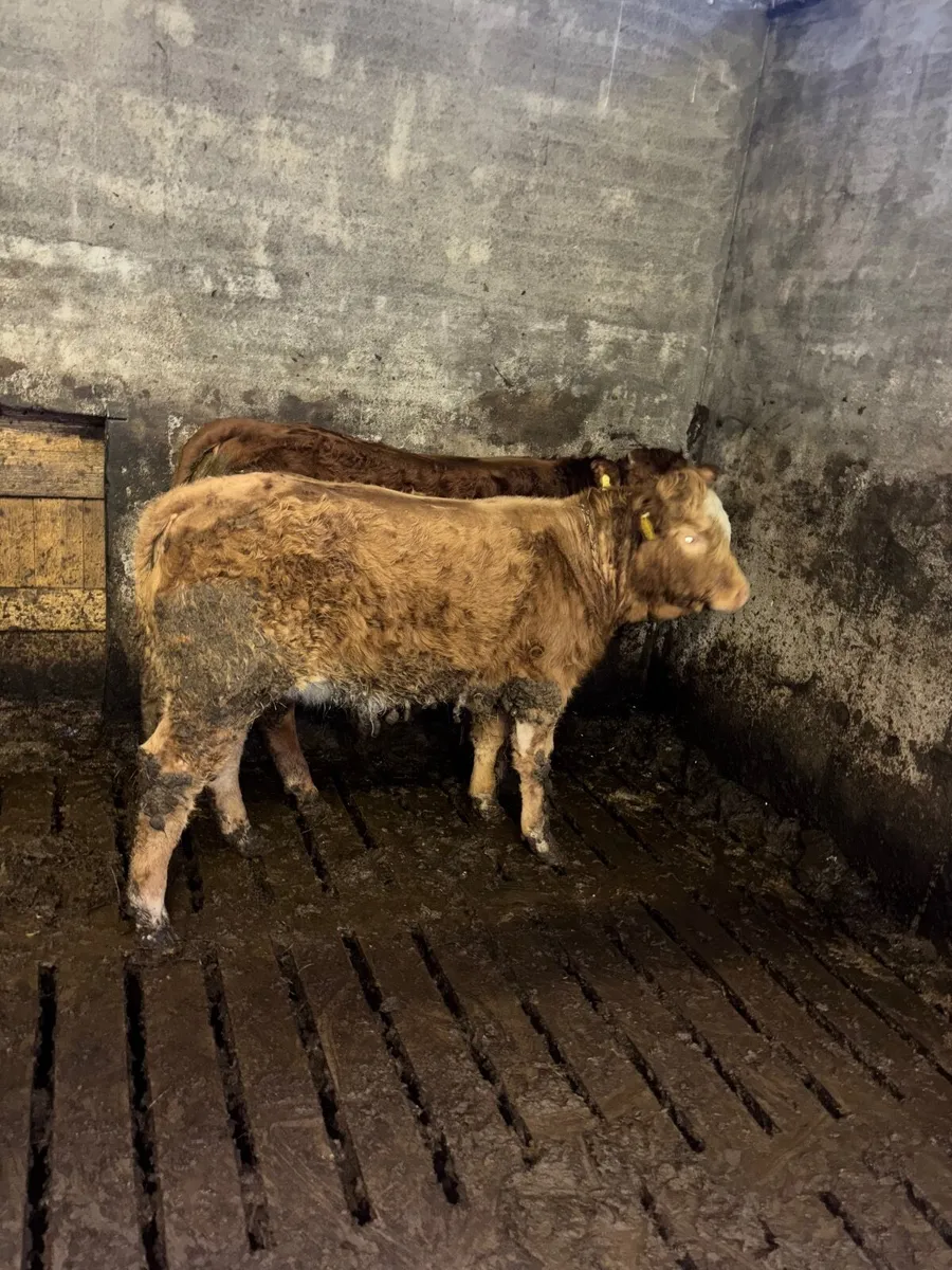 Limousin heifer weanlings for sale Drumshanbo mart - Image 3