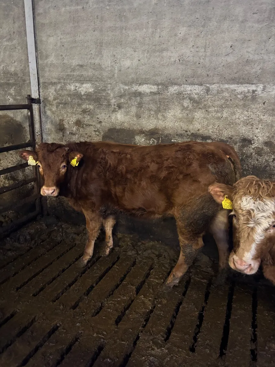 Limousin heifer weanlings for sale Drumshanbo mart - Image 4