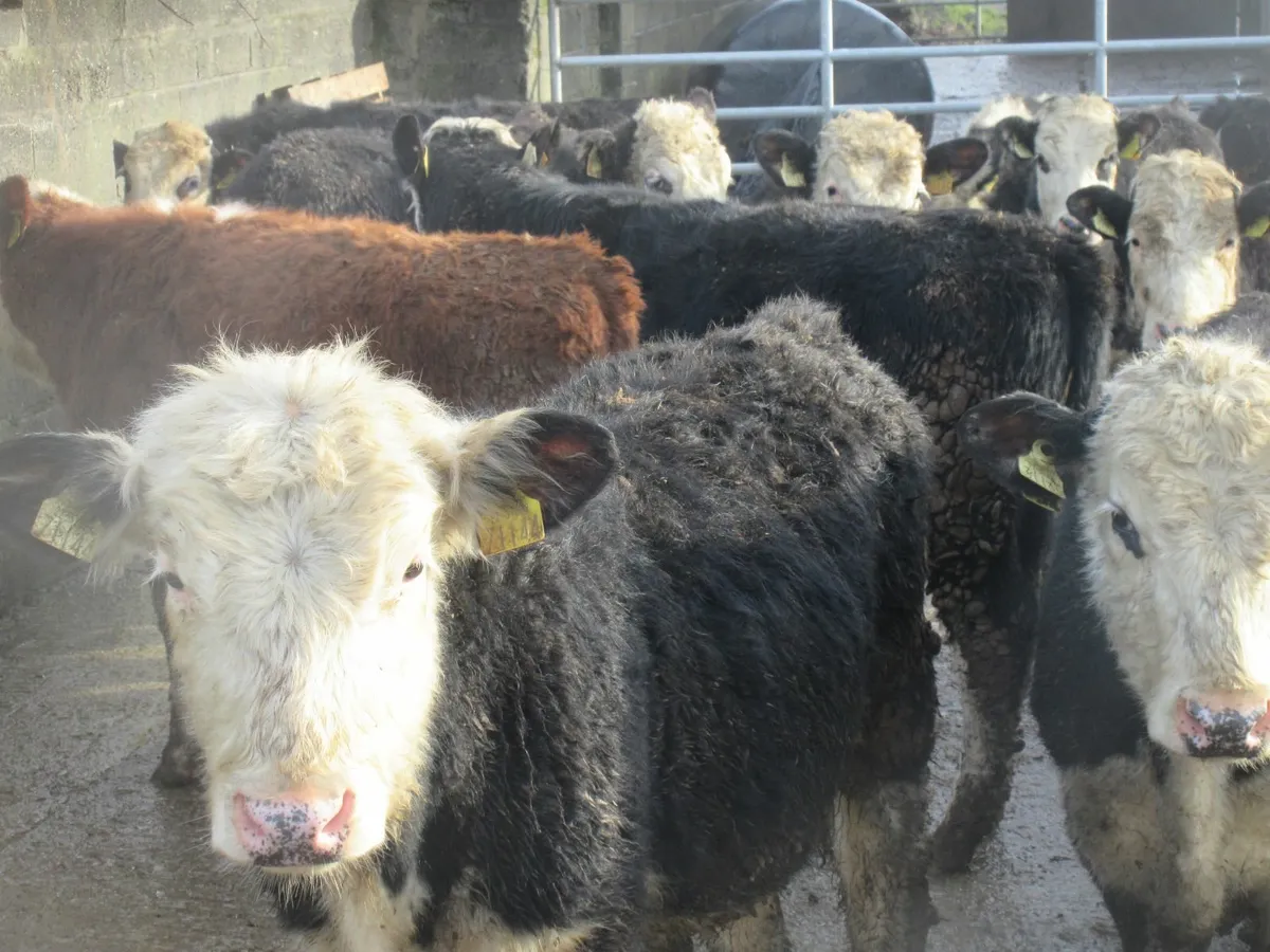 20 hereford bullock weanlings - Image 2