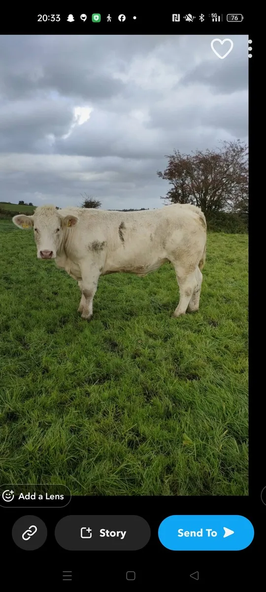 Pedigree charolais heifer - Image 2