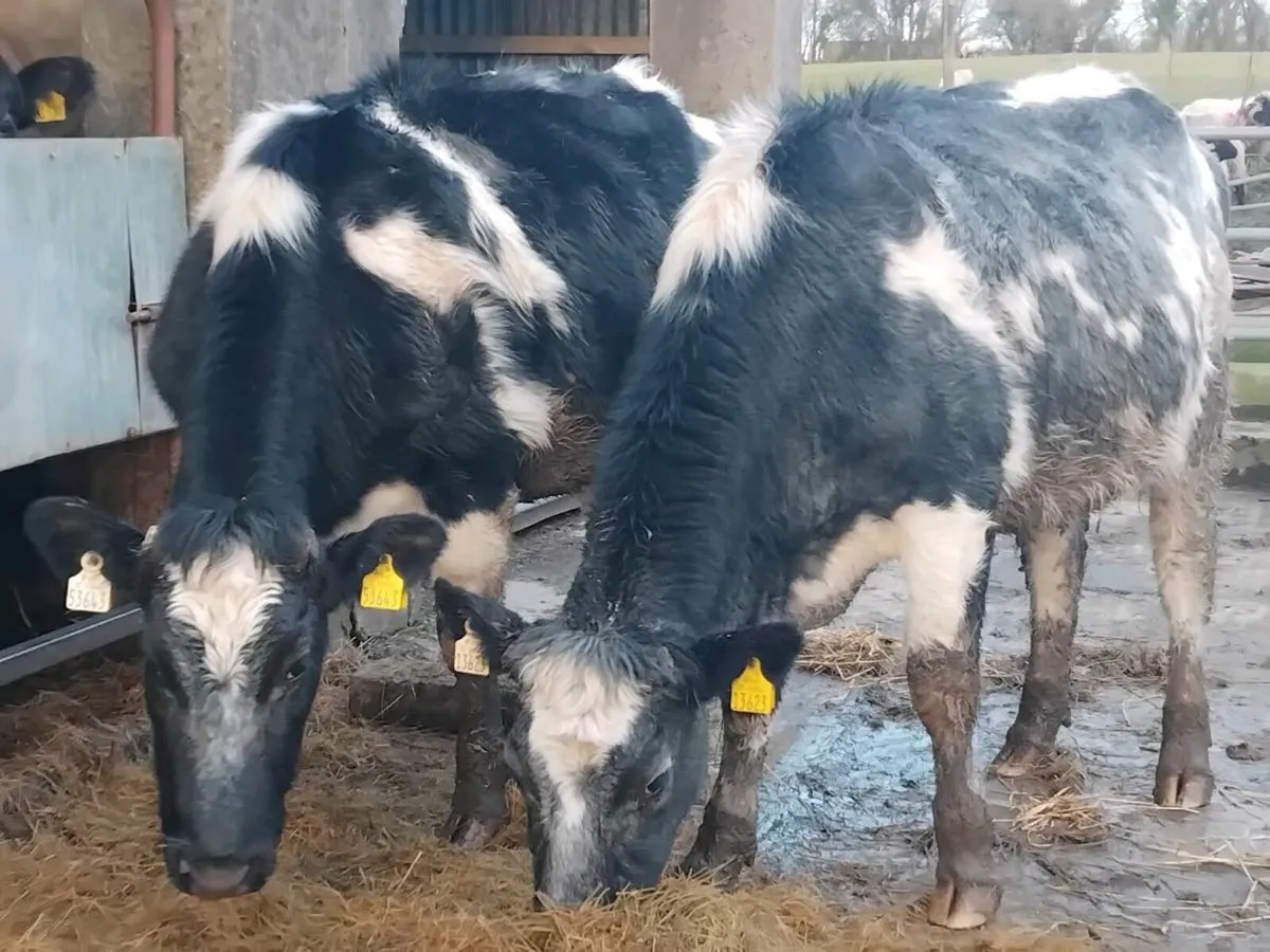 4⭐️ Belgian Blue In-Calf Heifers - Image 1