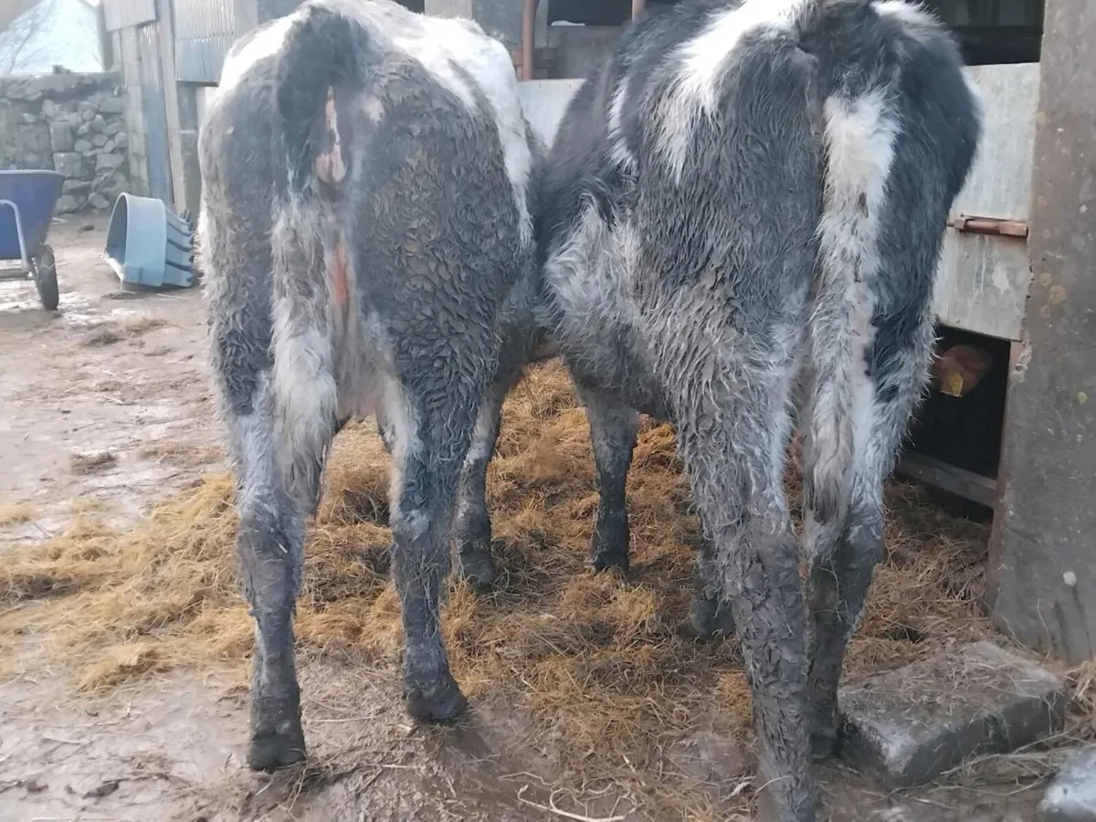 4⭐️ Belgian Blue In-Calf Heifers - Image 2
