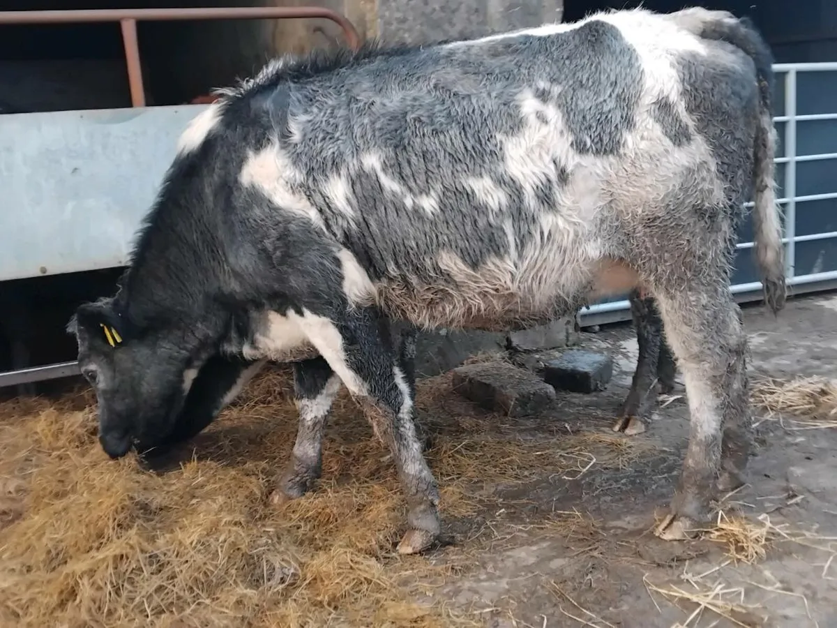4⭐️ Belgian Blue In-Calf Heifers - Image 3
