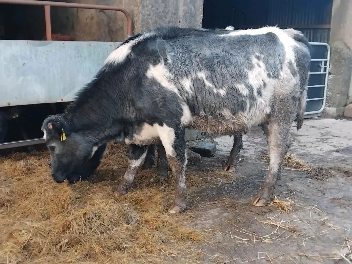 4⭐️ Belgian Blue In-Calf Heifers - Image 4