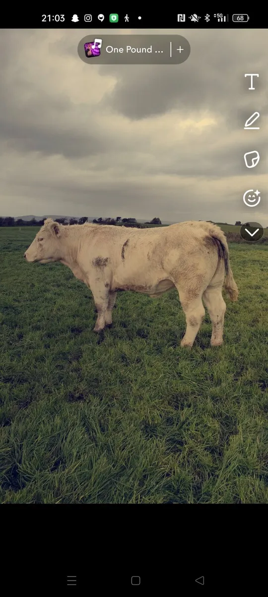 Pedigree charolais heifer - Image 3