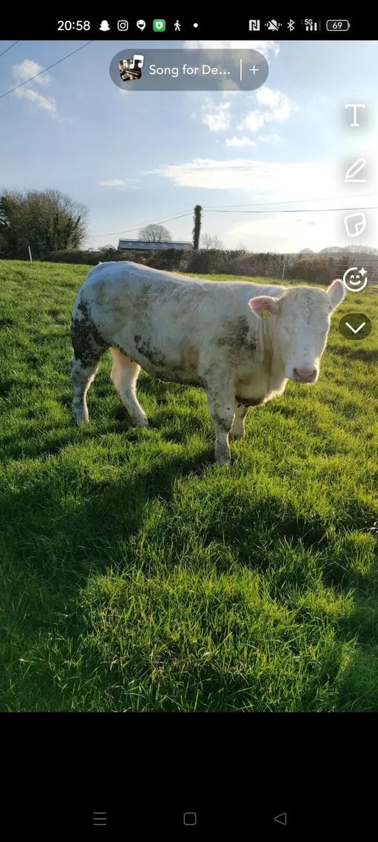 Pedigree charolais heifer - Image 1