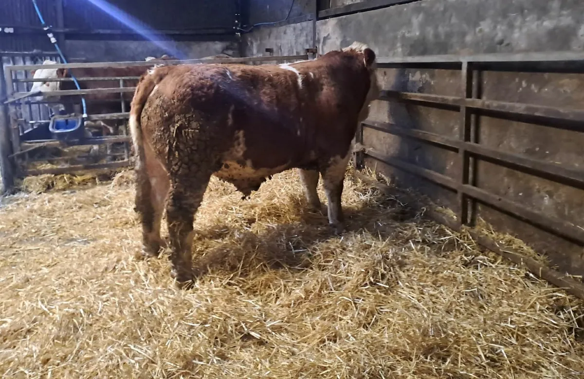 Selection of Pedigree Simmental Bulls For Sale - Image 3