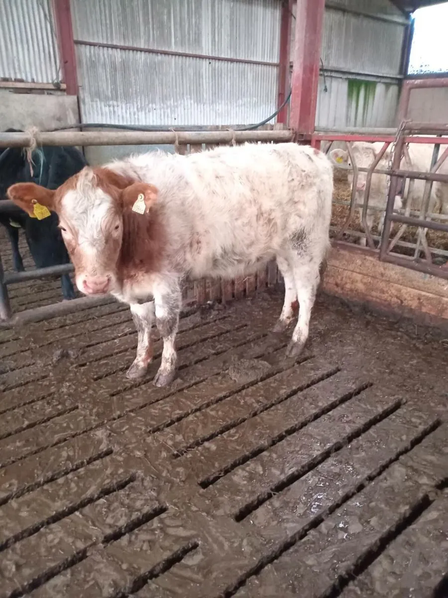 Organic Breeding heifer 5 🌟 🌟 🌟 🌟 🌟 - Image 1