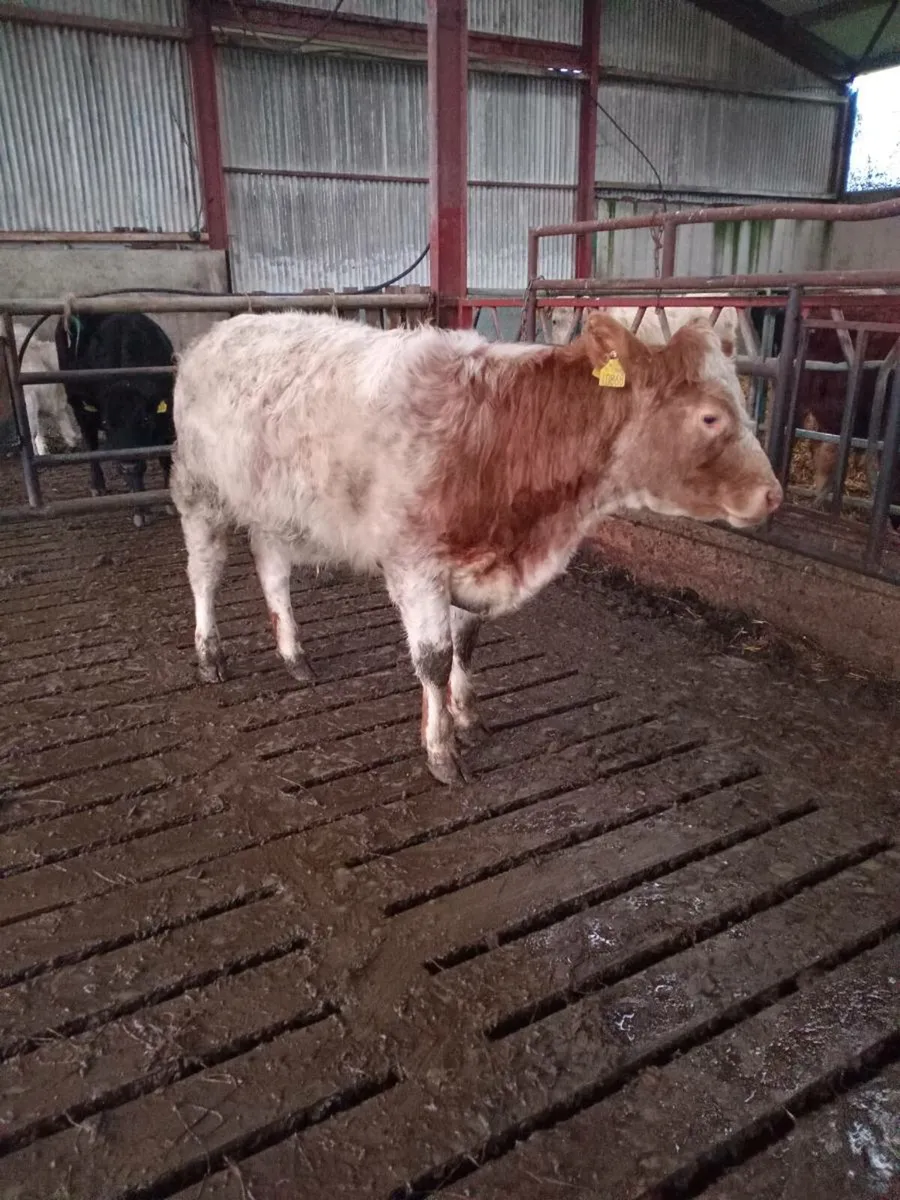 Organic Breeding heifer 5 🌟 🌟 🌟 🌟 🌟 - Image 2