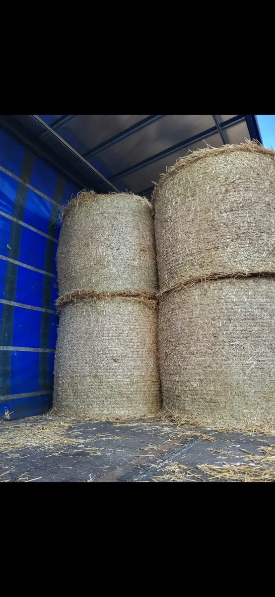 Wheat and Barley Straw 8x4x3 Shed Stored - Image 3