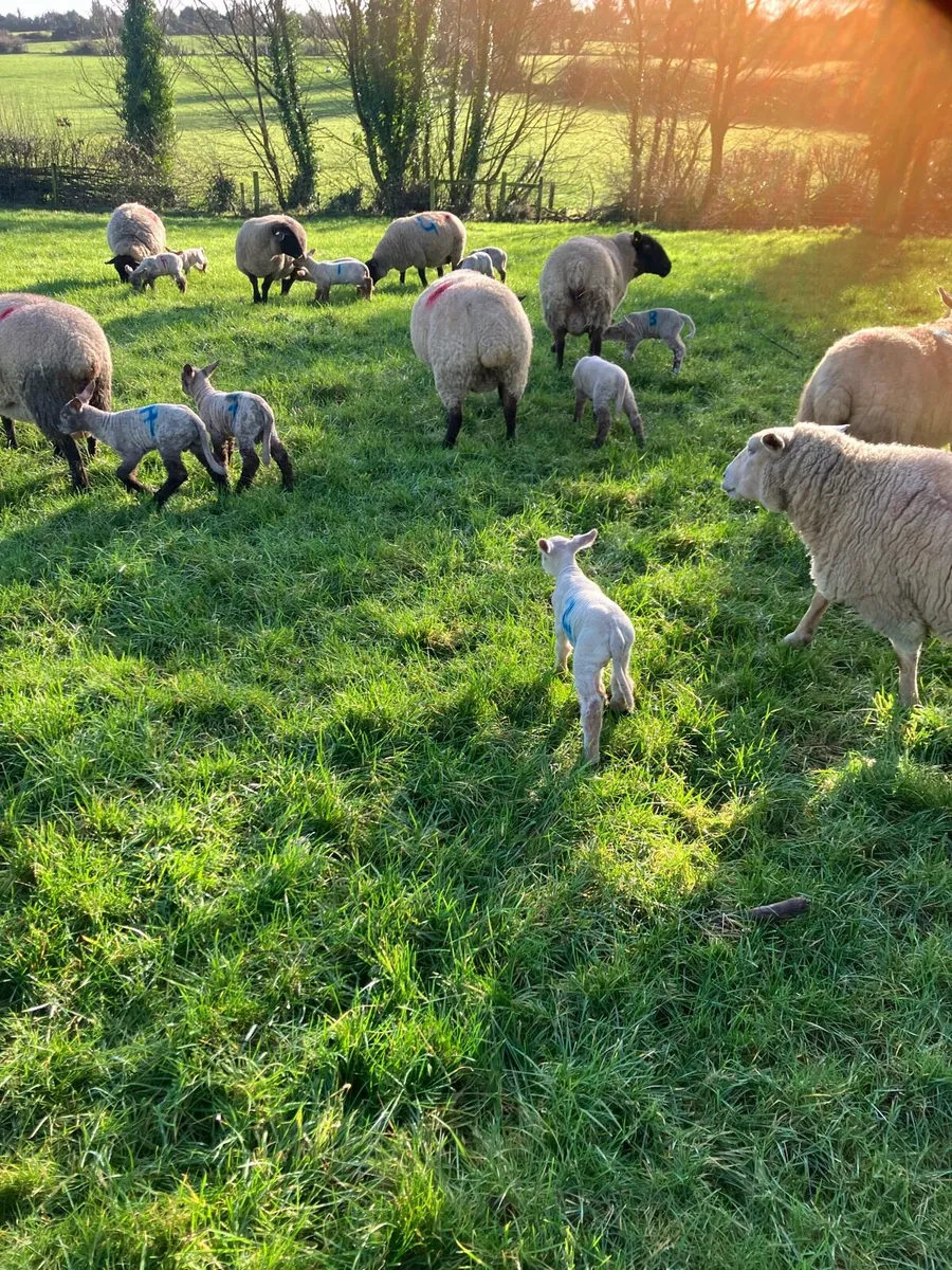 Ewes with lambs and foot - Image 2