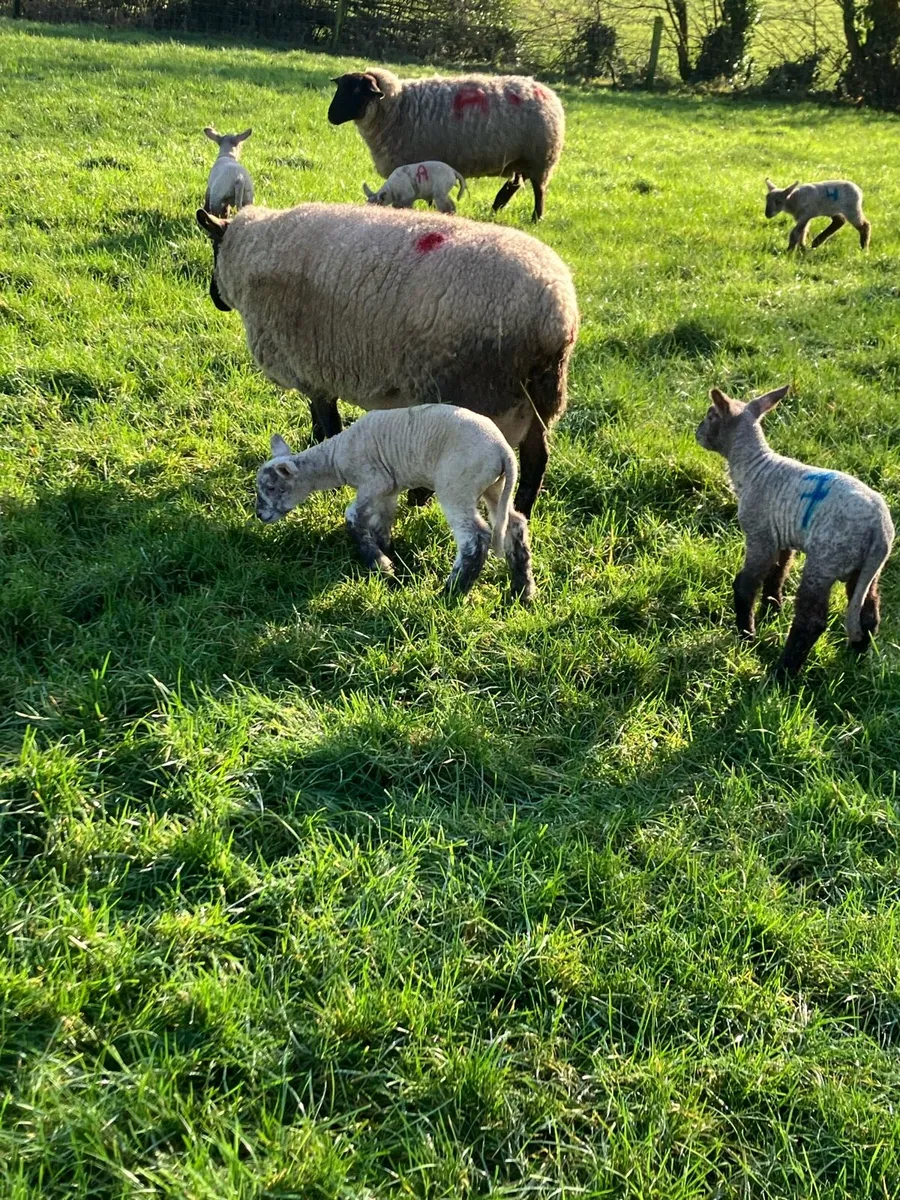 Ewes with lambs and foot - Image 1