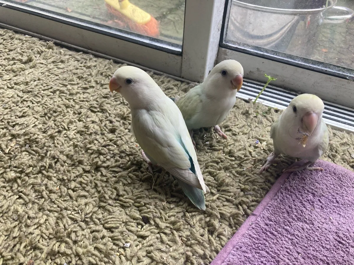 Love Birds - Image 1