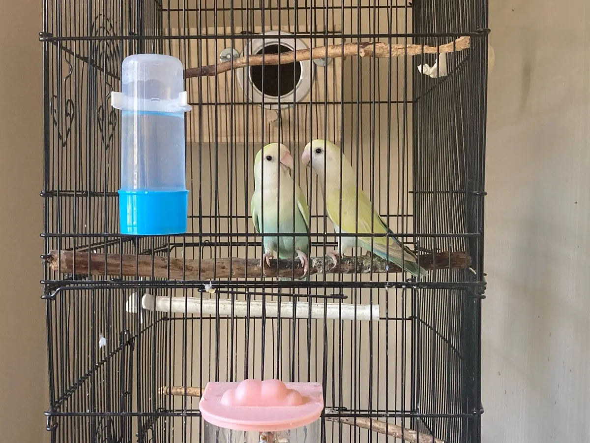 Love Birds - Image 2