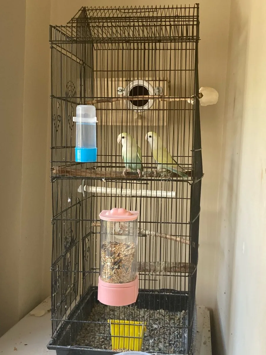 Love Birds - Image 3