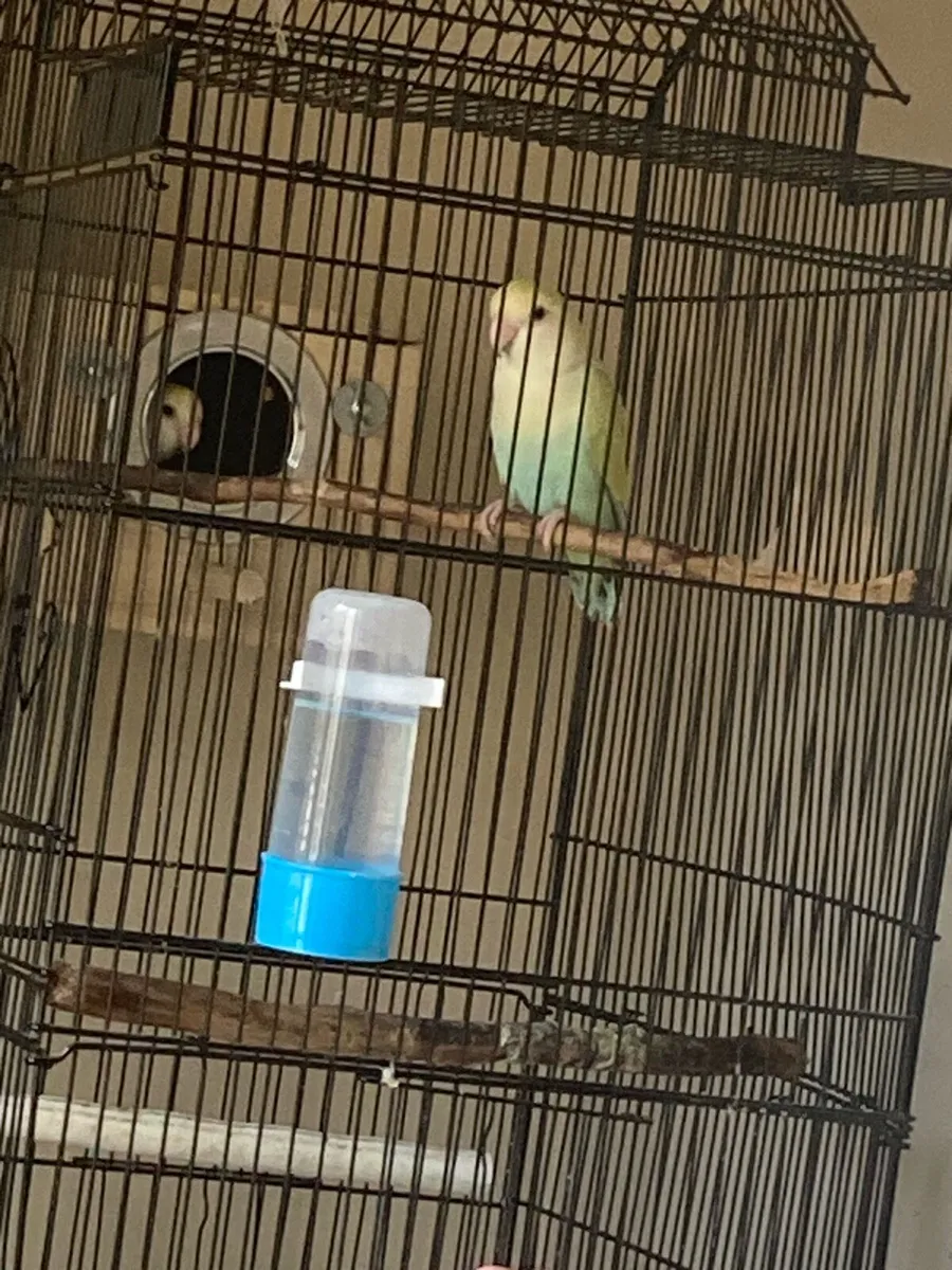 Love Birds - Image 4
