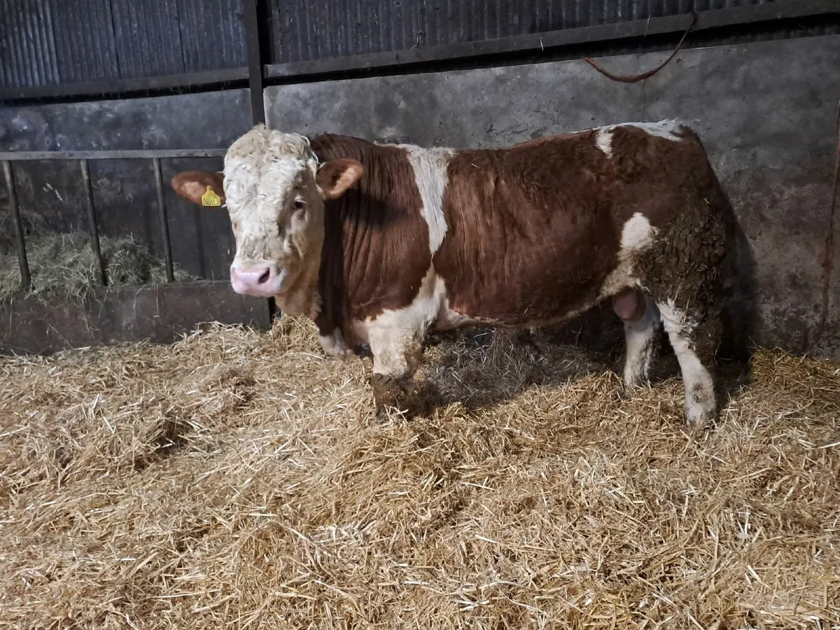 Selection of Pedigree Simmental Bulls For Sale - Image 4