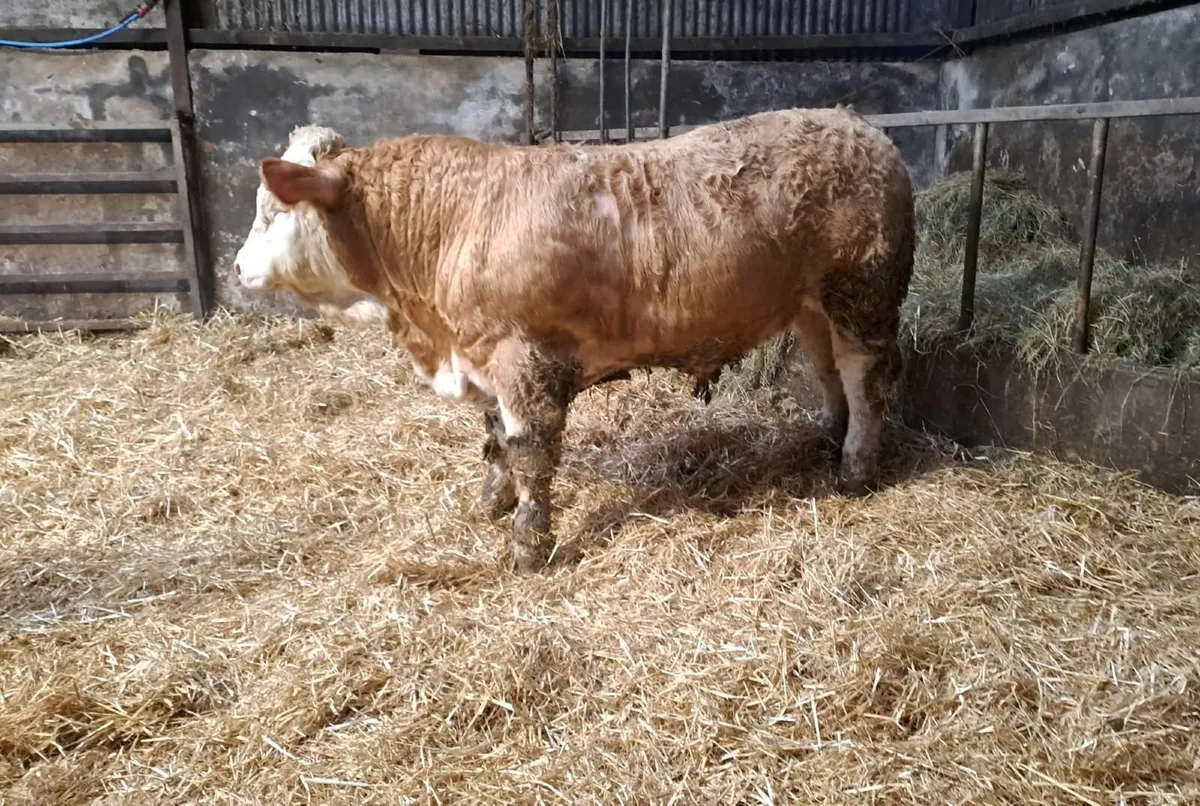 Selection of Pedigree Simmental Bulls For Sale - Image 2