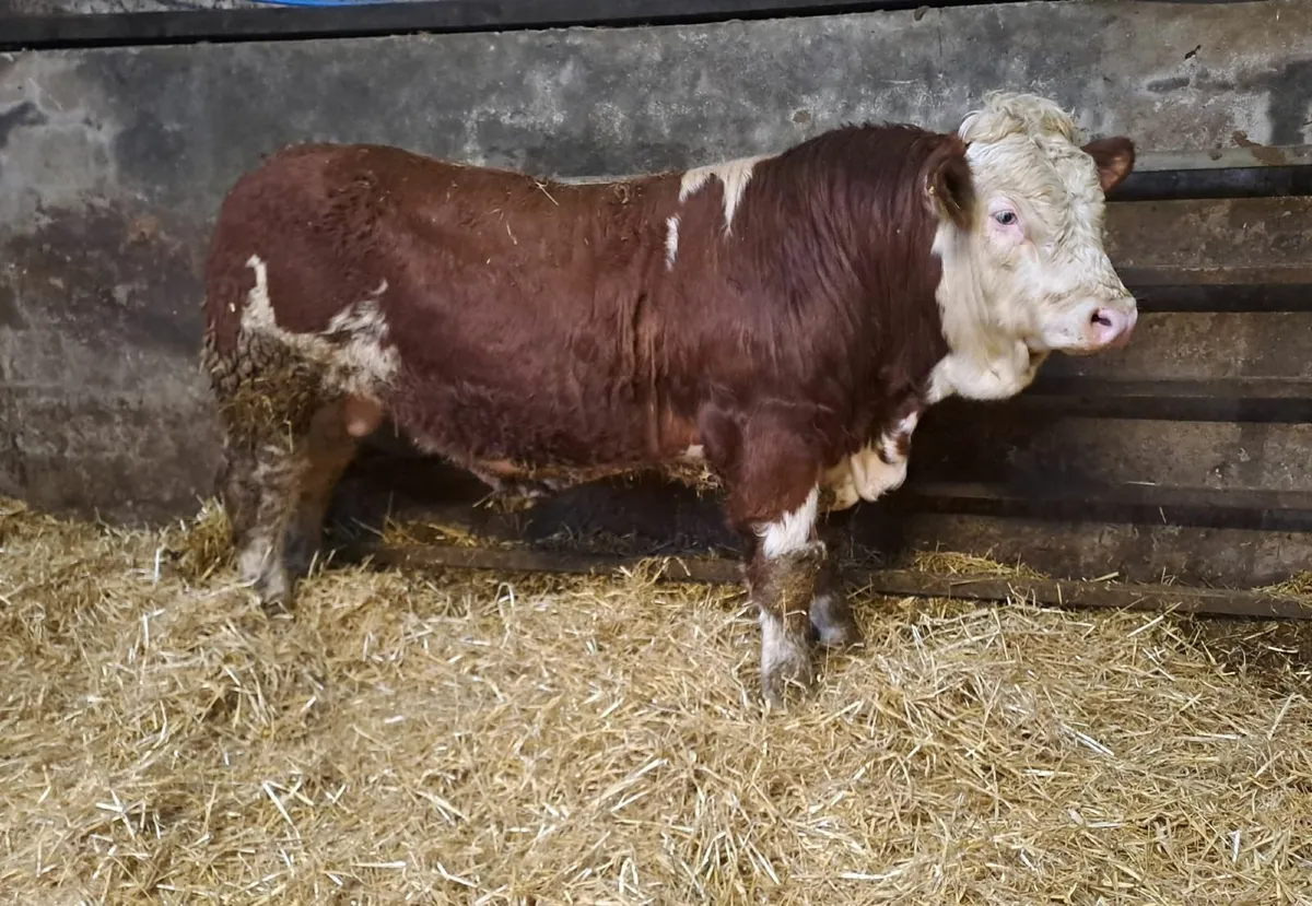 Selection of Pedigree Simmental Bulls For Sale - Image 1
