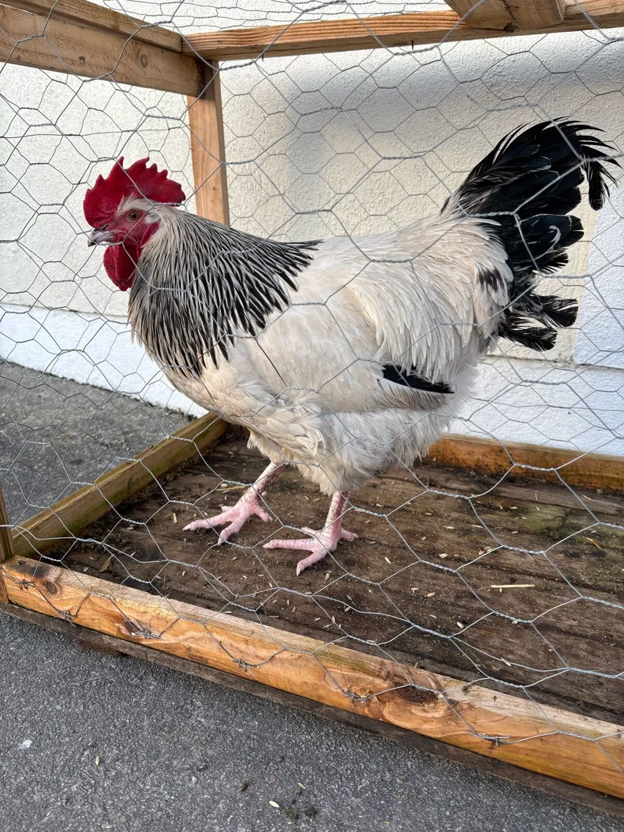 Purebred Poultry - Image 1