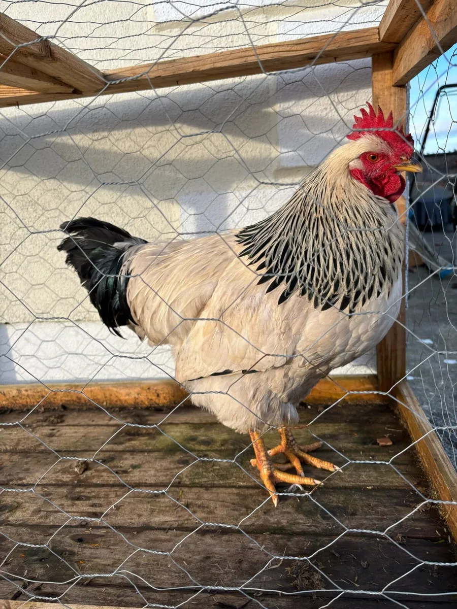 Purebred Poultry - Image 2