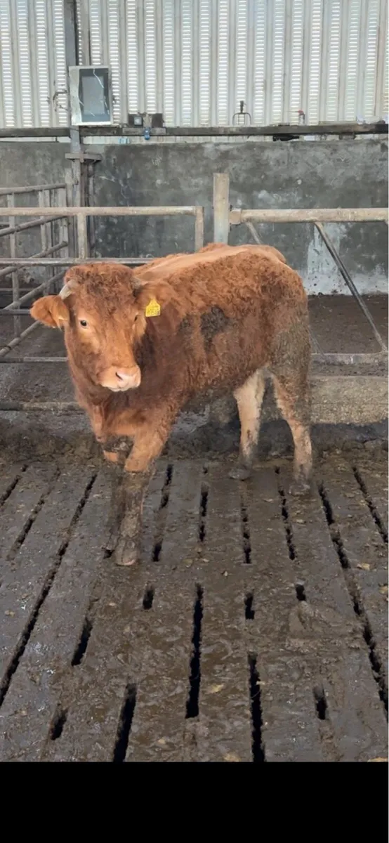 Incalf heifer - Image 1