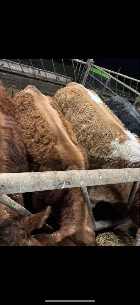 Incalf heifer - Image 2