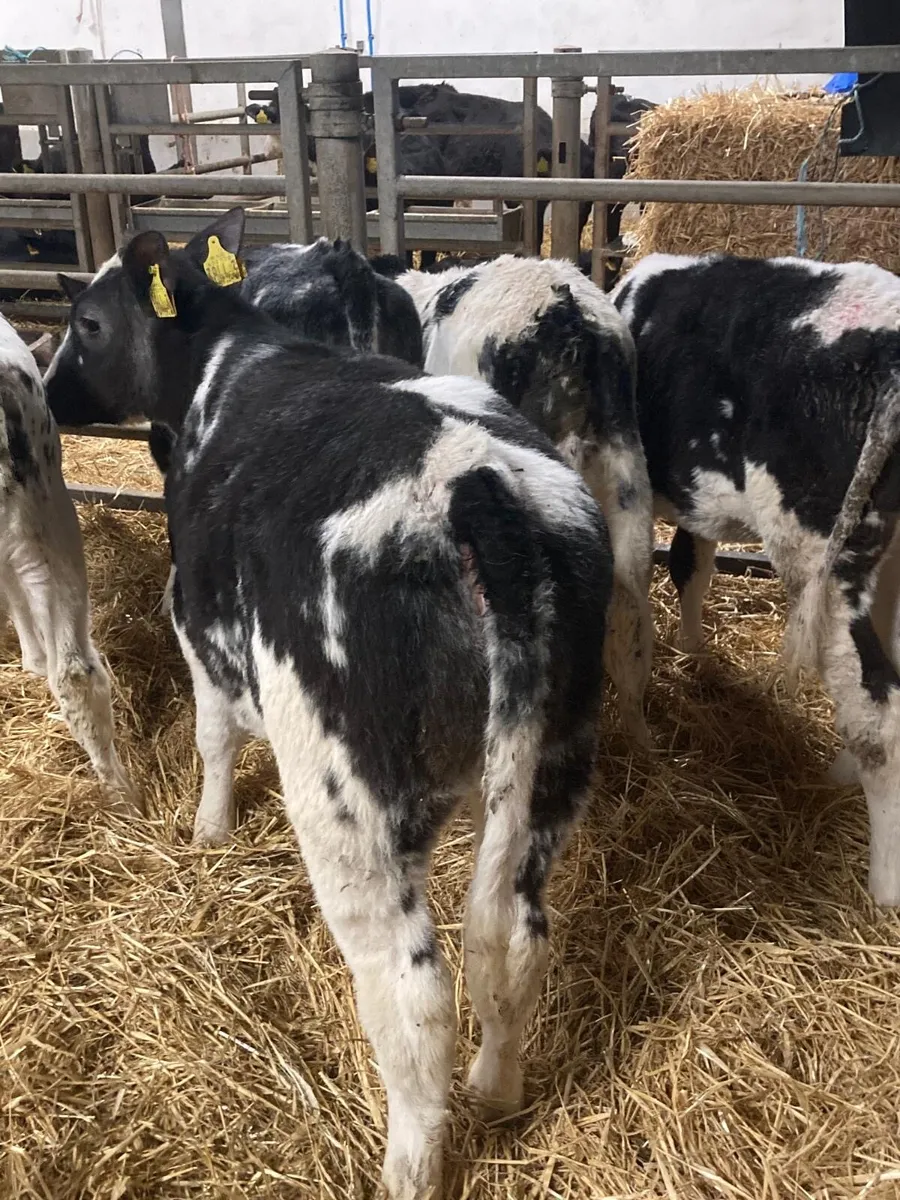 BB heifers - Image 3