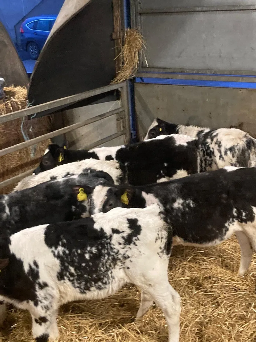 BB heifers - Image 4