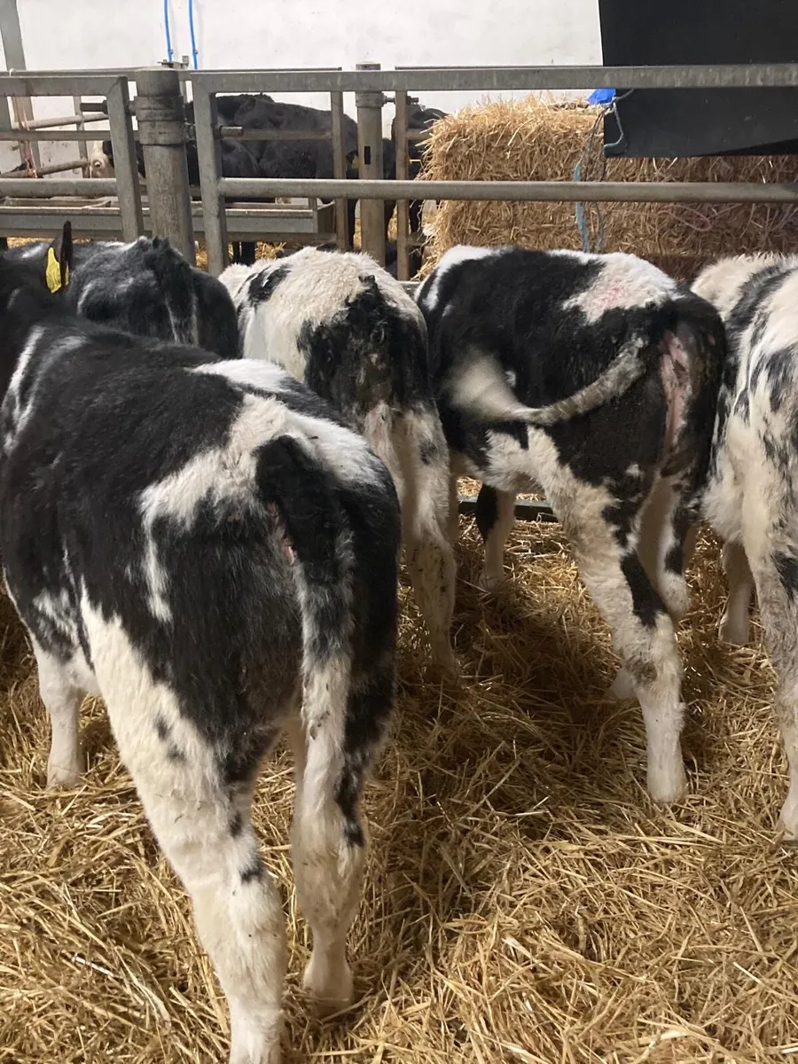 BB heifers - Image 1