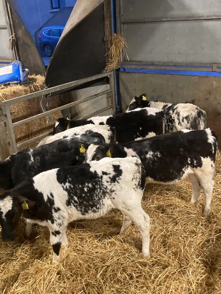 BB heifers - Image 2