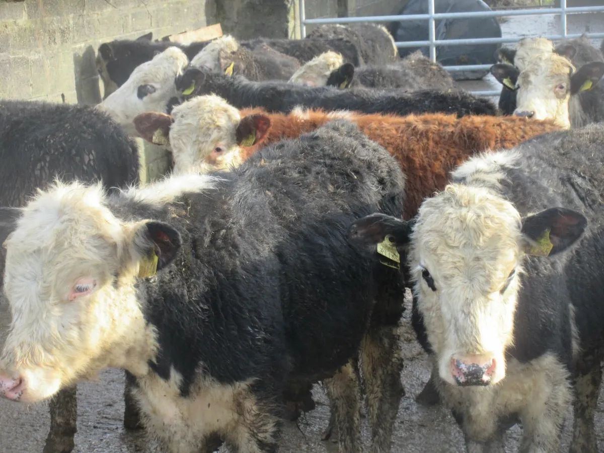 20 hereford bullock weanlings - Image 1