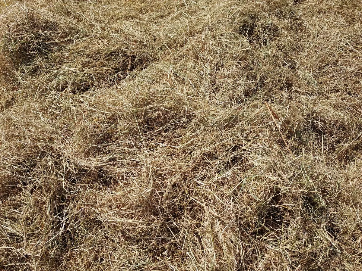 Hay: Round & Small Square - Image 4