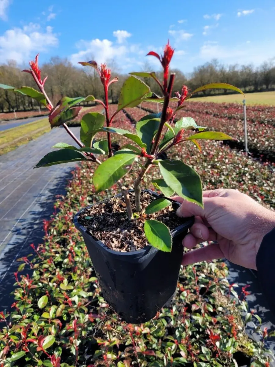 Red Robin Hedging - Image 3