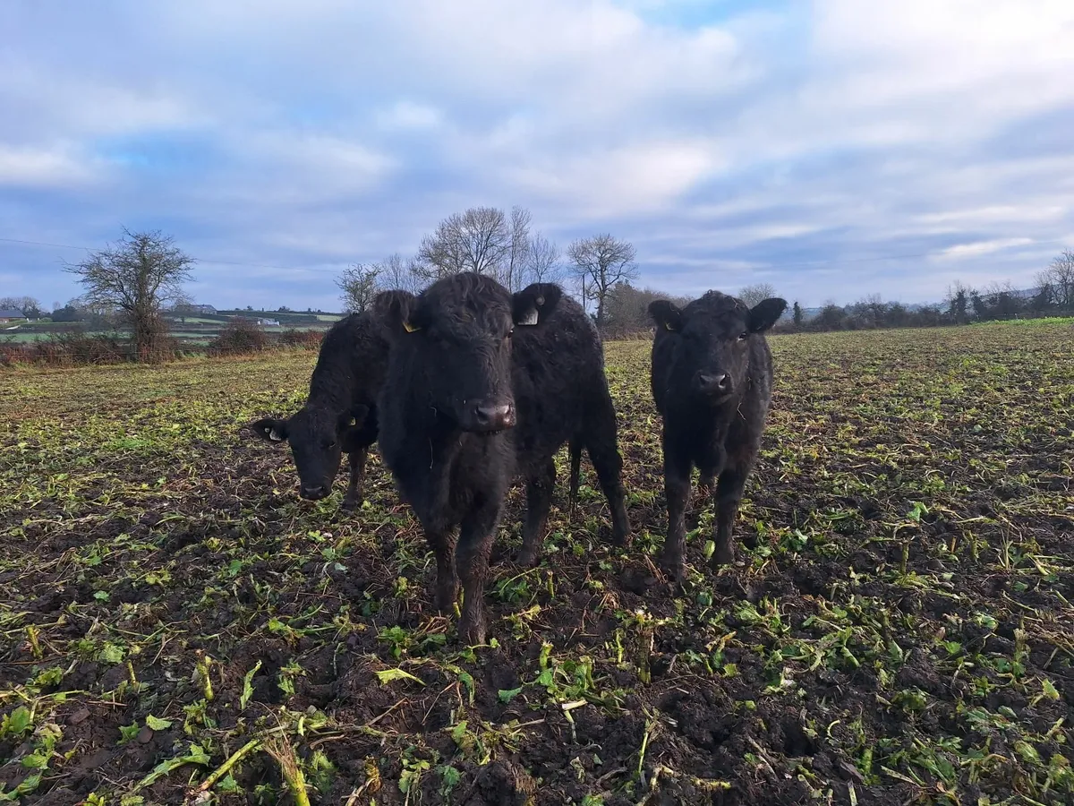 AA Organic Heifers - Image 1