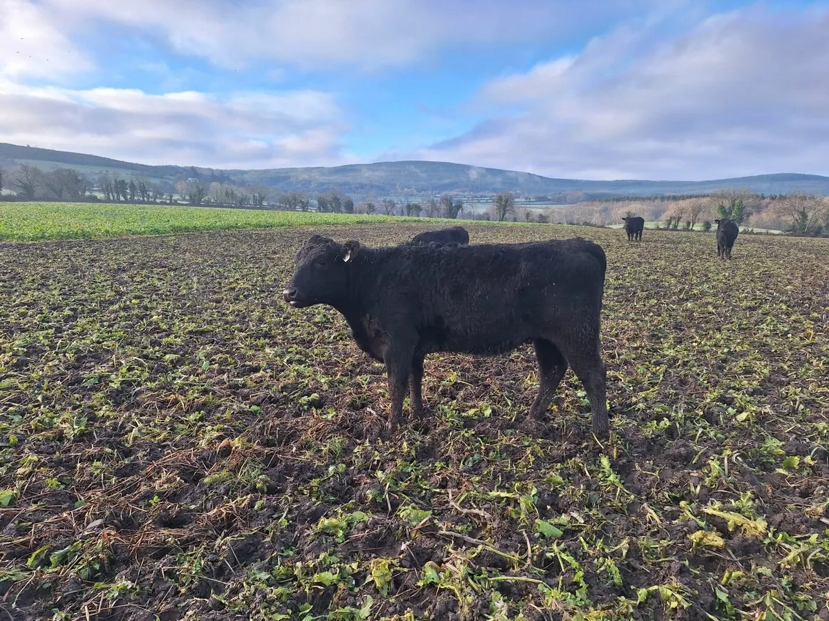 AA Organic Heifers - Image 3