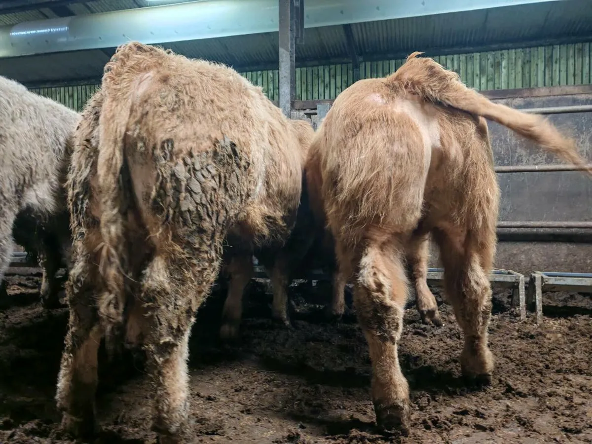 ⭐⭐20 U Grade Engines 380 kgs ⭐⭐ - Image 3