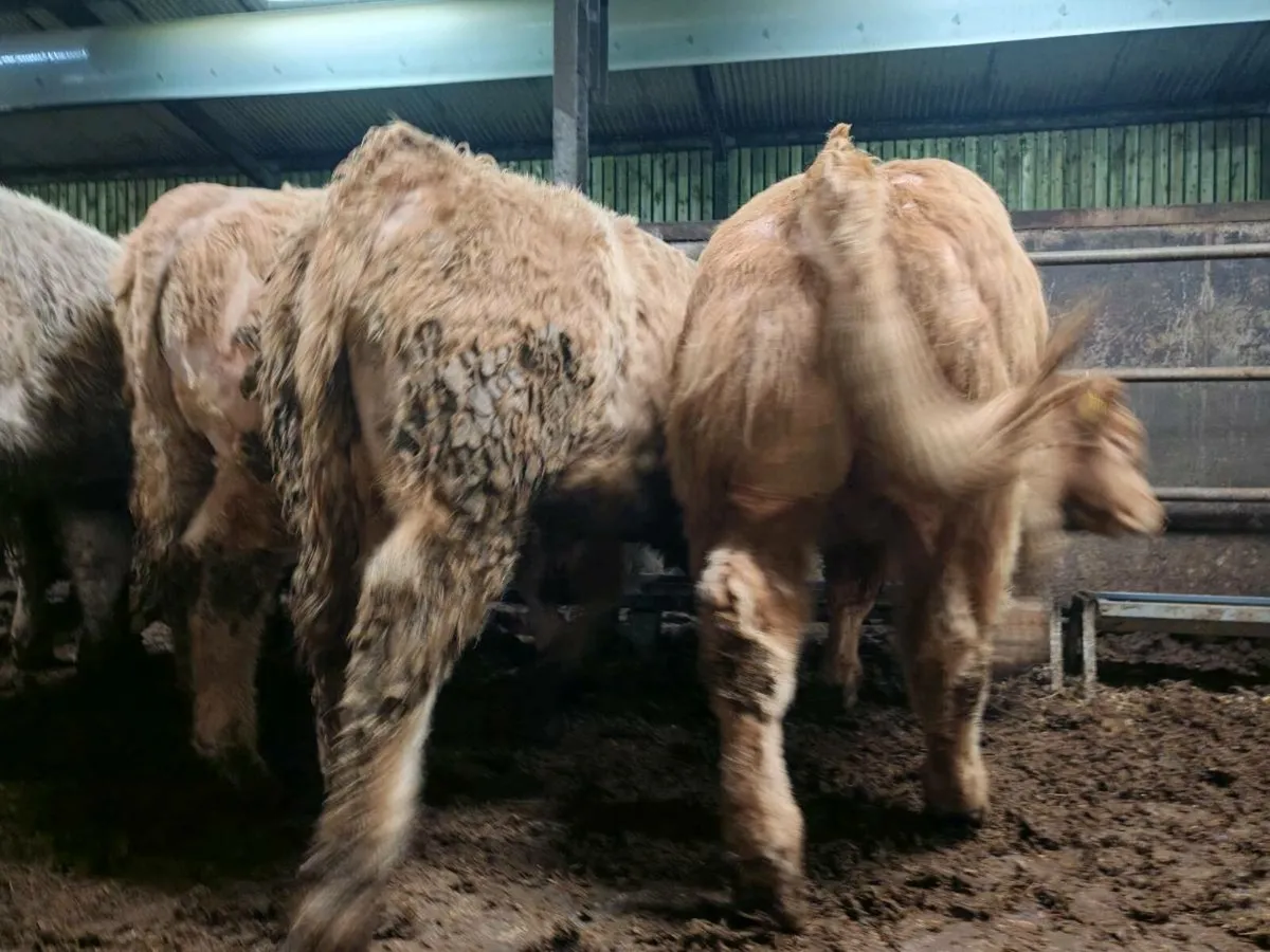 ⭐⭐20 U Grade Engines 380 kgs ⭐⭐ - Image 3