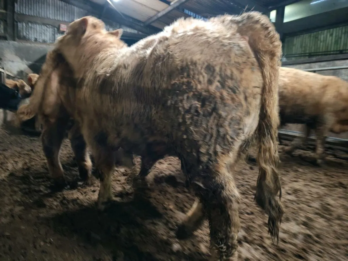 ⭐⭐20 U Grade Engines 380 kgs ⭐⭐ - Image 4