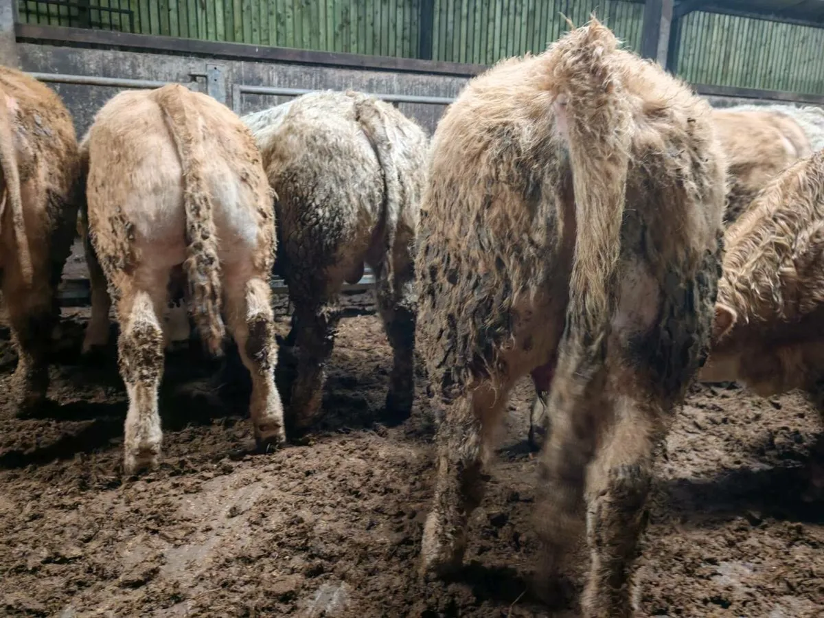 ⭐⭐20 U Grade Engines 380 kgs ⭐⭐ - Image 4