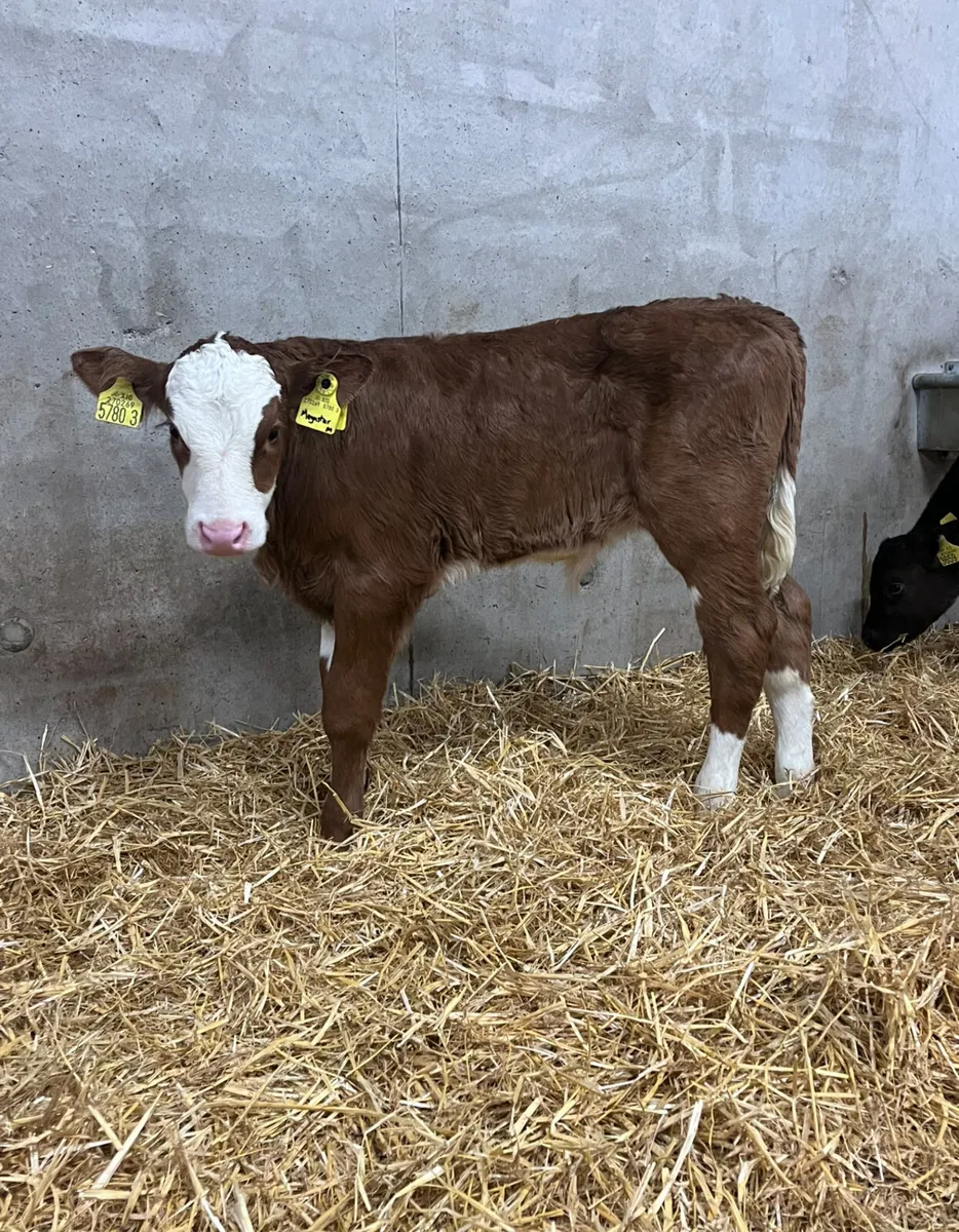 4 Outstanding Bull Calves - Image 3